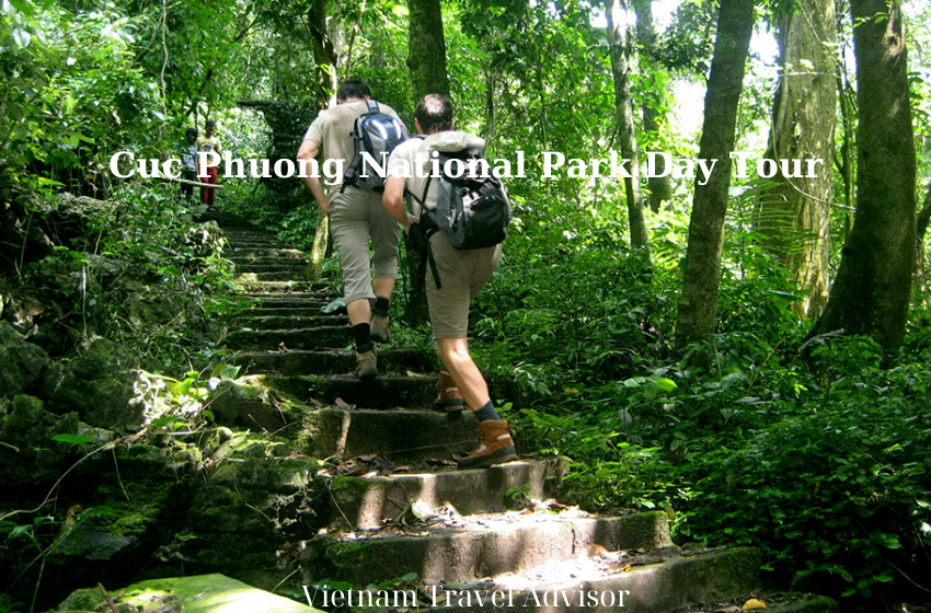Cuc Phuong National Park Day Tour