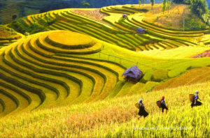 The Best Thing To Do Travel Vietnam 2024