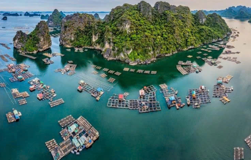 Cong Cruise A Daily Luxury Cruise in Halong Bay